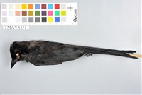 藏品(大卷尾)的圖片